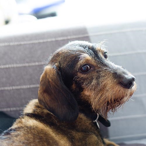 how much should you pay for a dachshund
