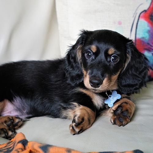 gallery 7 long haired dachshund puppy