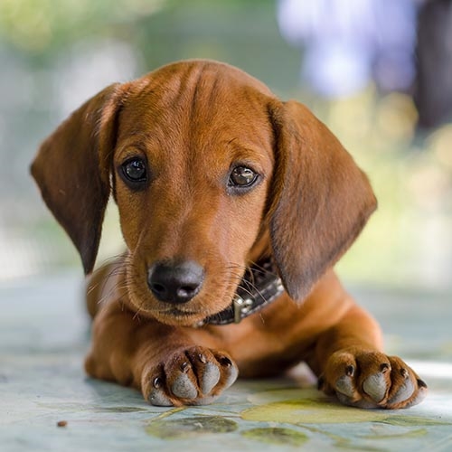 [+] 6 Months Old Cheap Dachshund Dog Puppy For Sale Or Adoption Near Me
