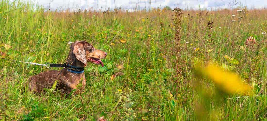 Dachshund walking in a meadow