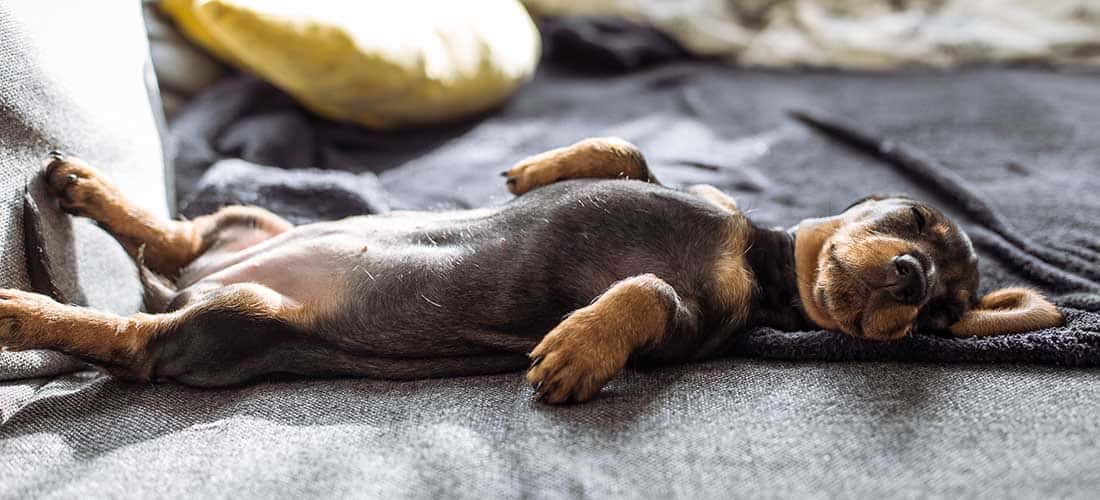Dachshund relaxing on bed