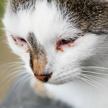 Photo of a cat with crusty eyes