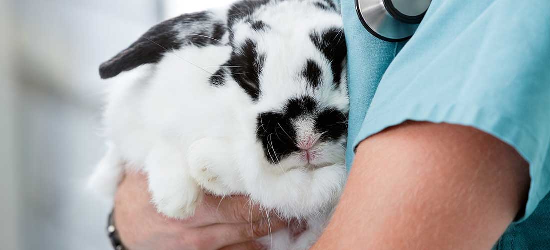 Rabbit being held by vet