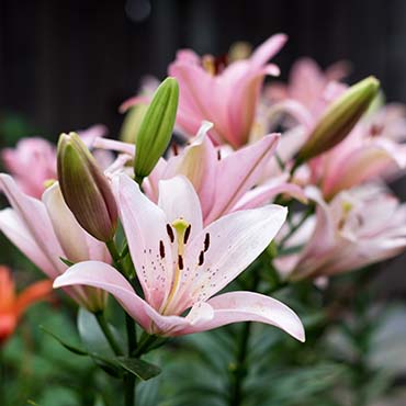 Photo of lilies