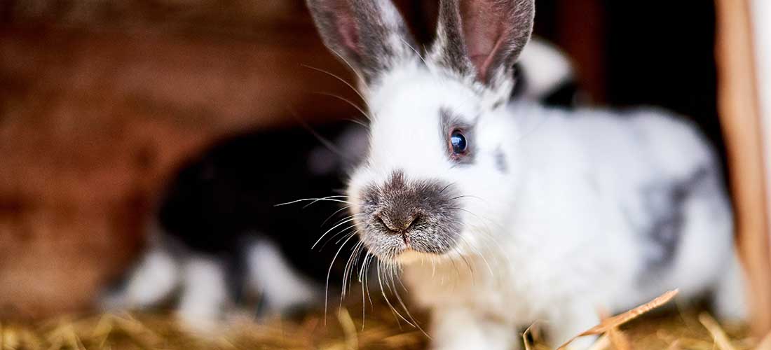 looking after a rabbit outdoors