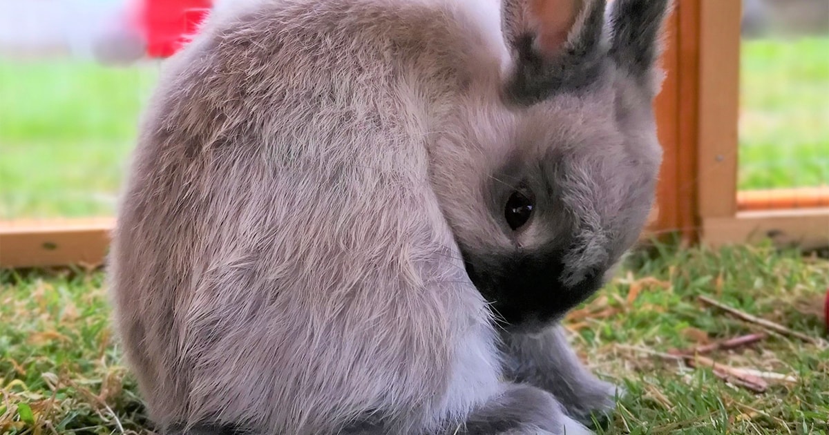 Rabbits endure a lifetime of lockdown isolation PDSA