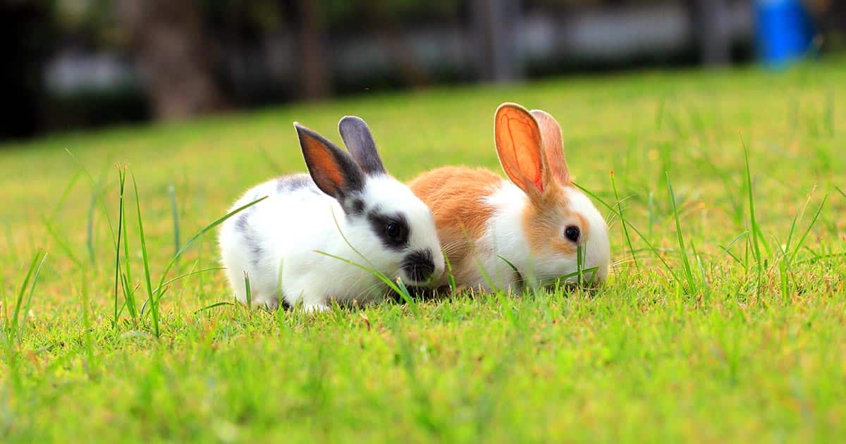Vet Q&A: Can I keep rabbits with guinea pigs? - PDSA