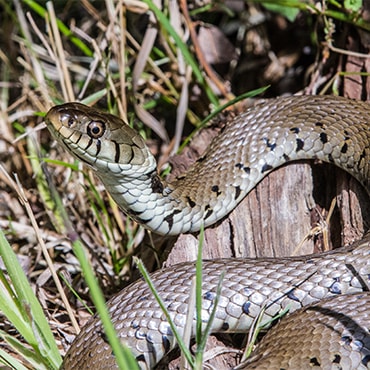 A grass snake in long grass. It has a distinctive dark patterning down it's sides