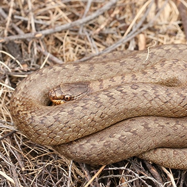 Smooth snake lying on dry grass, it looks similar to an adder but doesn't have a zig-zag pattern down its back.