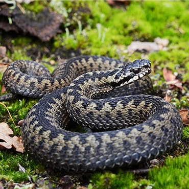 Adder coiled on the grass. It has a distinctive zig-zag pattern down the length of its back.