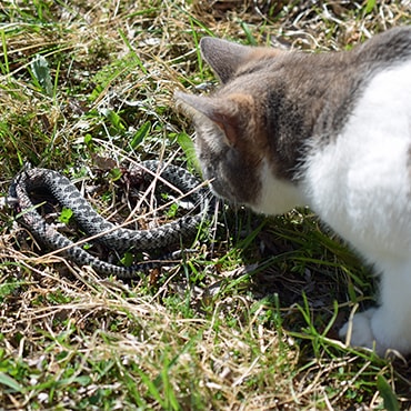 Cat close to snake hiding in the grass